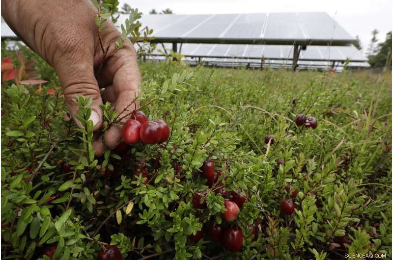 Cranberry Farmers Plan Solar Panel Installations Over Bogs to Diversify Income