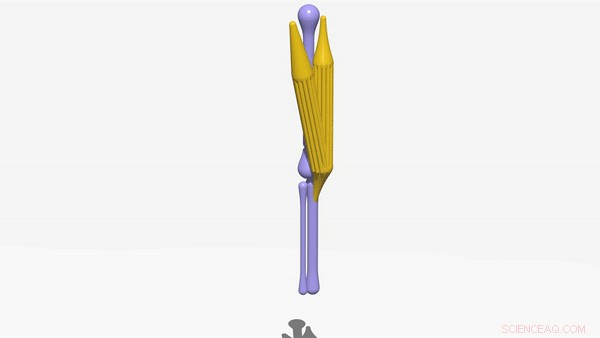 Advanced Modeling & Simulation of Dynamic Musculoskeletal Systems