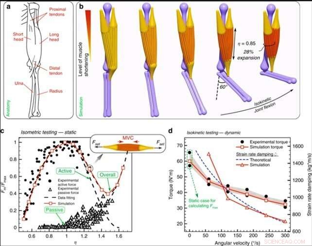 Advanced Modeling & Simulation of Dynamic Musculoskeletal Systems