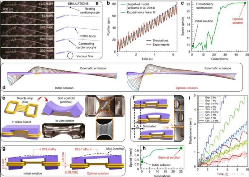 Advanced Modeling & Simulation of Dynamic Musculoskeletal Systems