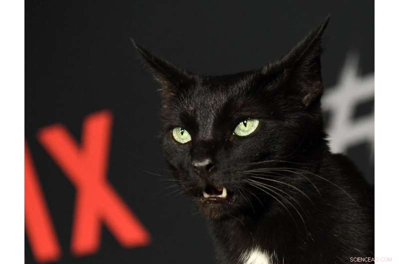 Apple TV+ Launches Global Streaming Service, Aiming for Star-Studded Success