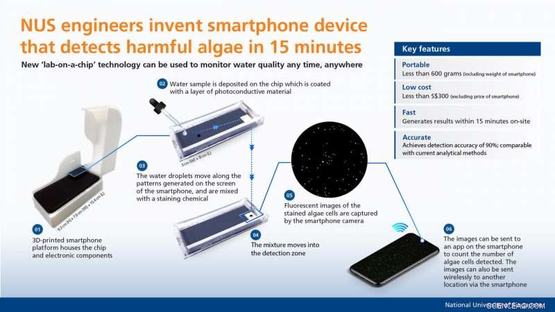 NUS Engineers Develop 15‑Minute Smartphone Tool to Detect Harmful Algae