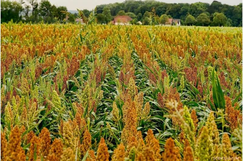 Harnessing AI to Revolutionize Plant Breeding for a Resilient Climate