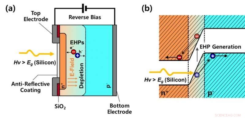 Hourglass‑Shaped Silicon Photodiodes Deliver Superior Near‑Infrared Detection