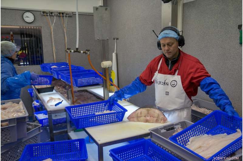 Iceland Faces New Threats from Online Scams: What You Need to Know