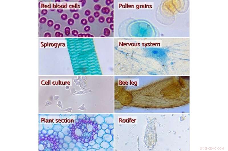 Diple: Transform Your Smartphone into a Portable Microscope Kit