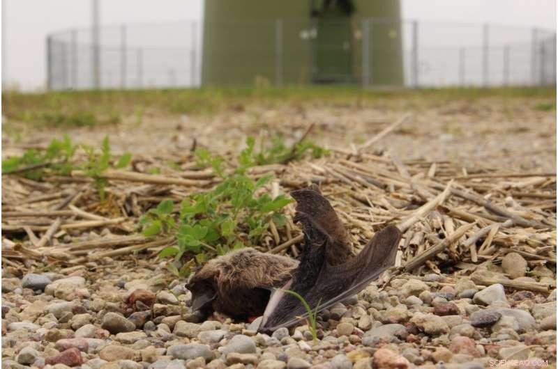 Safeguarding Bats from Wind Turbine Fatalities: Effective Conservation Strategies