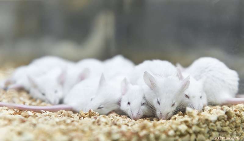 New AI System Accurately Classifies Lab Mice Sleep Stages Using Dual Machine Learning Techniques