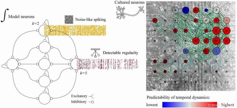 How Connectivity Drives Complex Dynamics in Diverse Networks