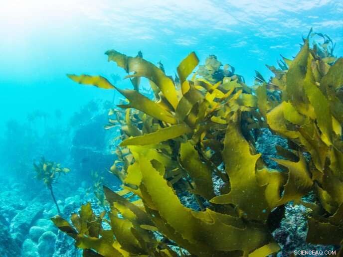 Seaweed: A Promising Path Toward Sustainable Biofuel