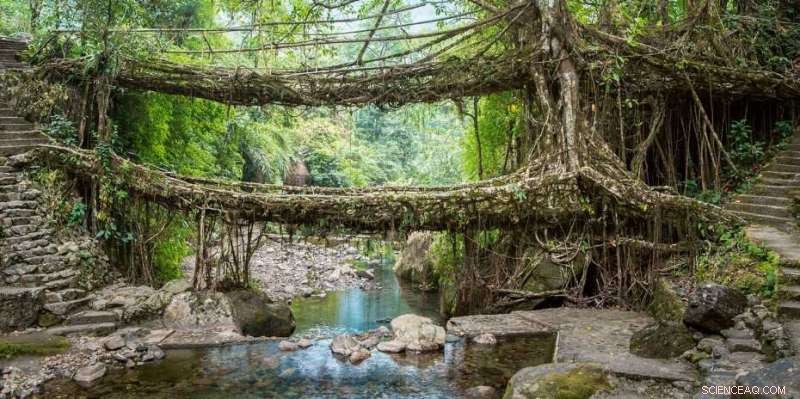 Biodegradable Bridges: Eco‑Responsive Living Structures for Sustainable Infrastructure