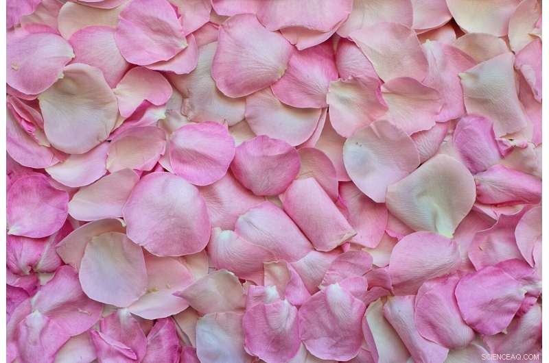 Lora Haddock DiCarlo: The Driving Force Behind Sex Toy Revival at CES 2020