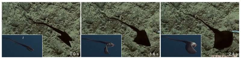 Pelican Eel-Inspired Robotics: Origami Unfolding & Skin Stretching for Adaptive Architecture