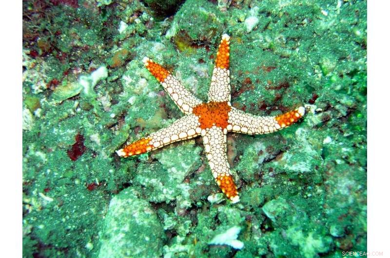 How Sea Star Locomotion Can Revolutionize Robotic Design