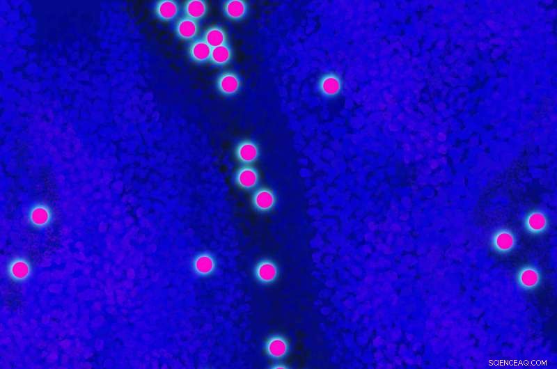 Building the Hydrogen Economy: Insights and Strategies