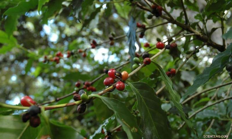 Blockchain Traces Agricultural Supply Chains for Transparency