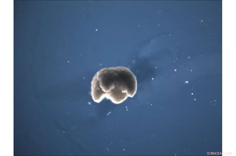 Scientists Build First Living Robots Using Living Cells