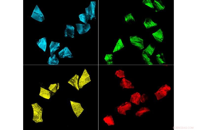 Edible Silk Film Tag Enhances Drug Authenticity and Counterfeit Protection