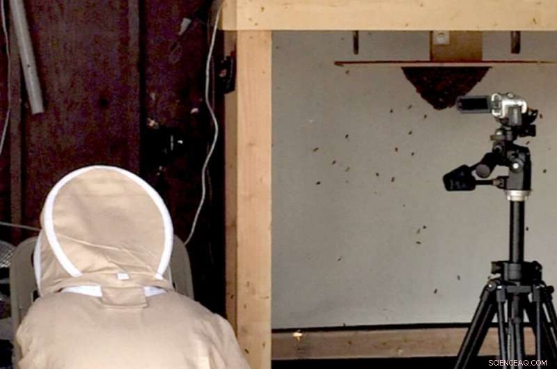 How Bee Swarms Inspire Engineers in Developing Smart Robotic Materials