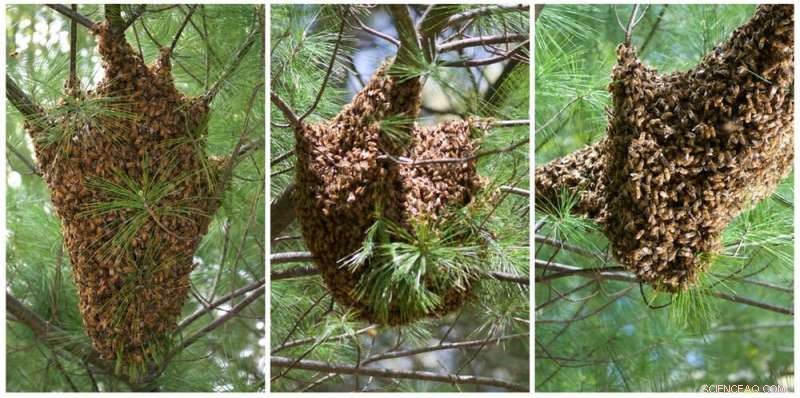 How Bee Swarms Inspire Engineers in Developing Smart Robotic Materials