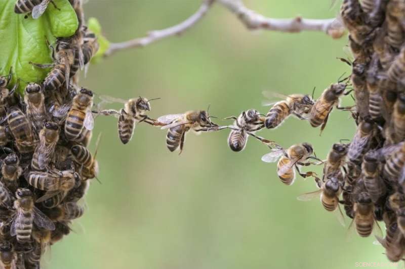 How Bee Swarms Inspire Engineers in Developing Smart Robotic Materials