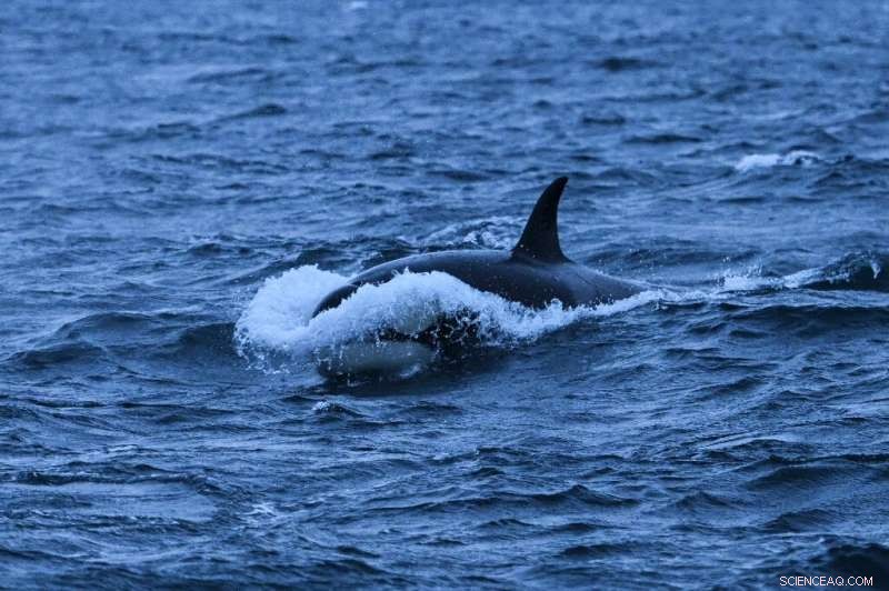 Google Leverages AI to Protect Whales, Enhance Communication, and Promote Well‑Being