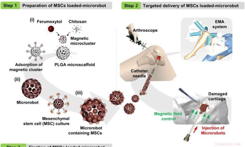 Microrobot System Achieves Knee Cartilage Regeneration in Rabbits