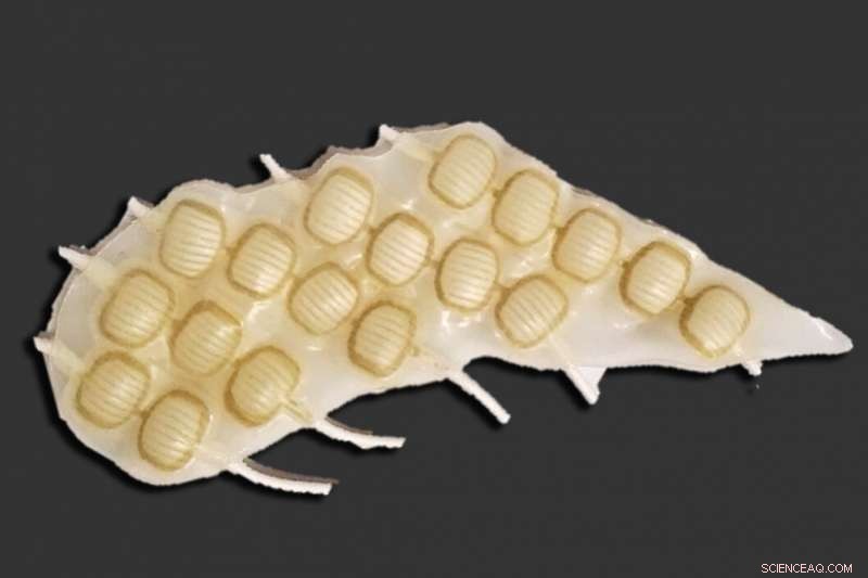 Engineers Develop Bionic Heart to Test Prosthetic Valves and Cardiac Devices