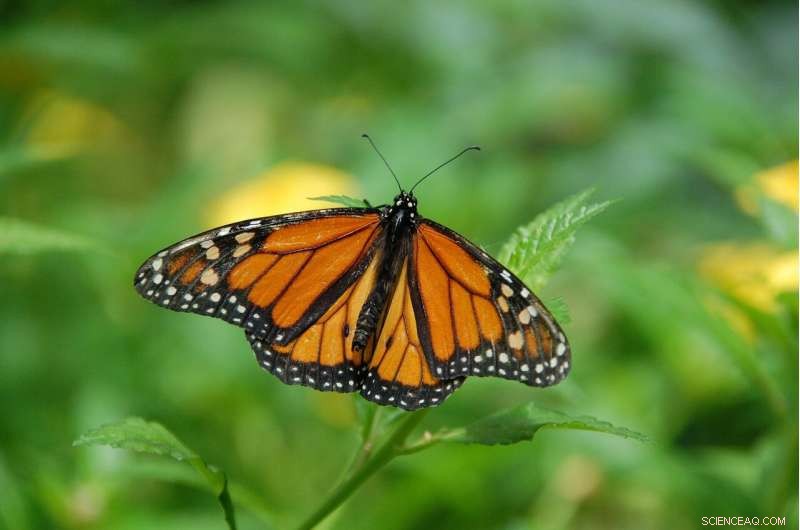Monarch Butterfly Flight Patterns Inspire Energy‑Efficient Drone Design