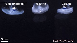 Microelectronics Embedded in Live Jellyfish Significantly Enhance Propulsion