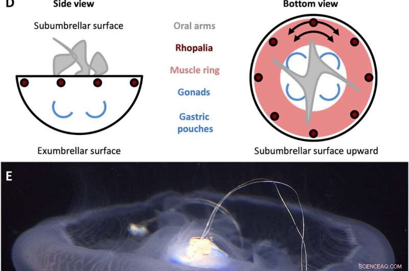 Microelectronics Embedded in Live Jellyfish Significantly Enhance Propulsion