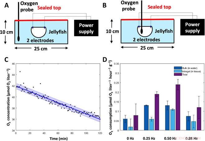 Microelectronics Embedded in Live Jellyfish Significantly Enhance Propulsion