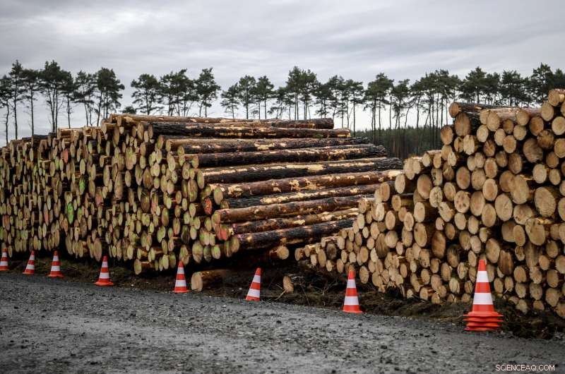 German Court Grants Tesla Permission to Clear Trees for New Factory Site