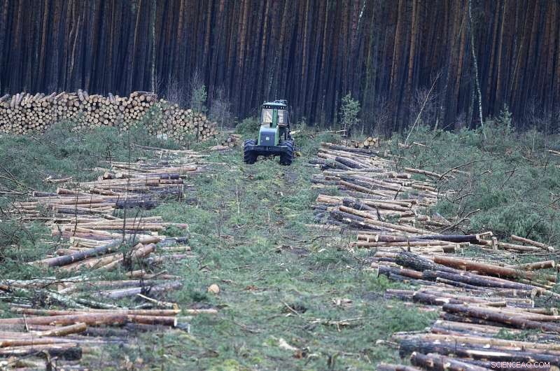 German Court Grants Tesla Permission to Clear Trees for New Factory Site