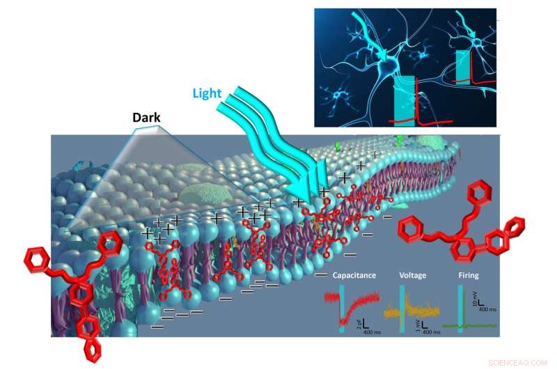 Heat‑Free Membrane Modulation in Photoswitches Using a Light‑Sensitive Compound
