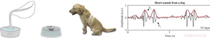 Innovative Sensor Monitors Vital Signs Through Fur and Clothing for Pets and Humans