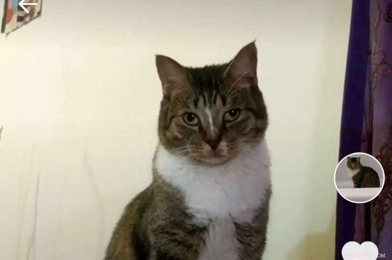 TikTok s Popularity Among Teens: Passion or Excess?