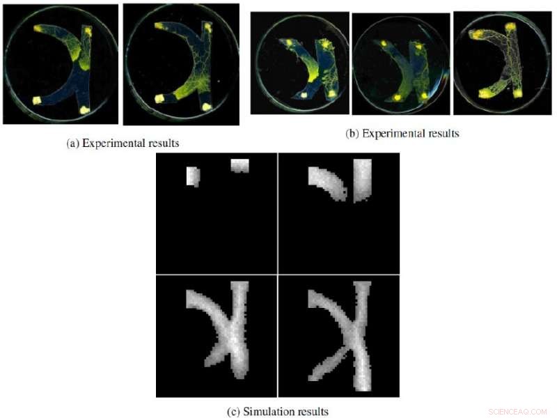 Biologically Inspired Logic Gate Design Using a Single-Cell Organism