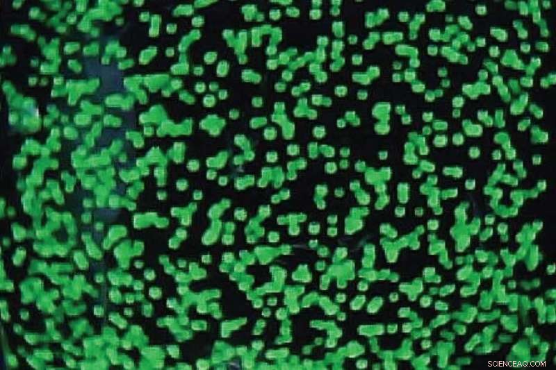 Affordable Tactile Sensor Empowers Robots with Human‑Like Touch