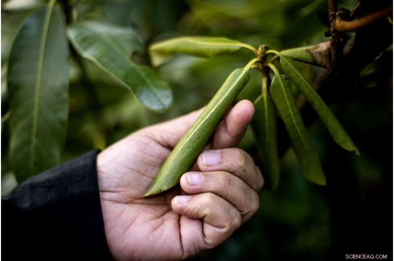 Rhododendron Leaves: A Natural Blueprint for Thermostatic Robotics