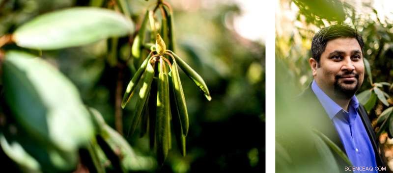 Rhododendron Leaves: A Natural Blueprint for Thermostatic Robotics