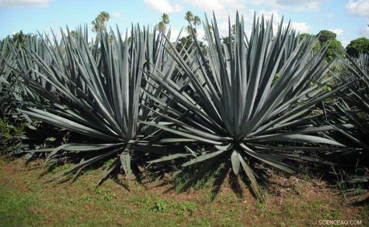 Agave-Based Biofuels Outperform Corn and Sugar in Efficiency