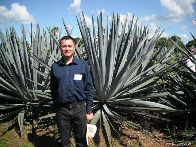 Agave-Based Biofuels Outperform Corn and Sugar in Efficiency