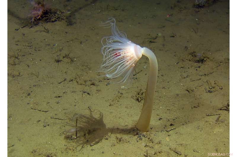 Advanced Subsea Monitoring: Safeguarding Norway’s Undersea Oil Wells