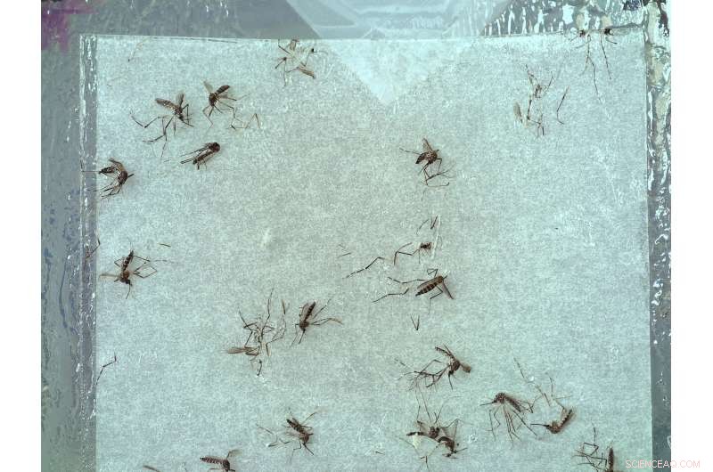 Affordable Imaging System Enables Automated Mosquito Tracking