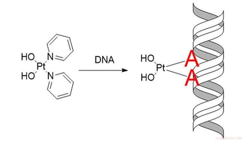 Understanding How Metals Interact with DNA: Mechanisms and Implications