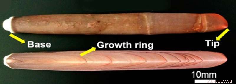 Sea Urchin Spines Offer Promising New Material for Bone Repair