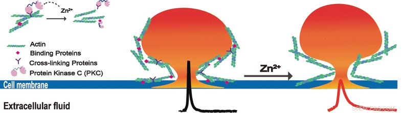 Zinc s Role in Neurotransmitter Storage and Release Revealed