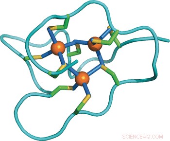 Sea Snail Metallothionein: Cysteine-Rich Domain Adaptation to Heavy Metal Stress