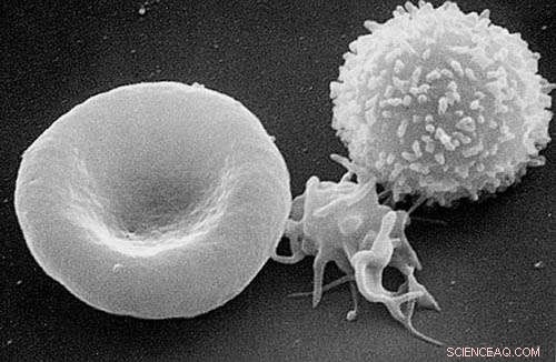 Revolutionary Immortalized Cell Lines Enable Efficient Red Blood Cell Production